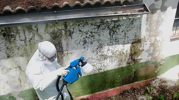 Top rated local Mold Removal specialists in Saint Thomas, PA